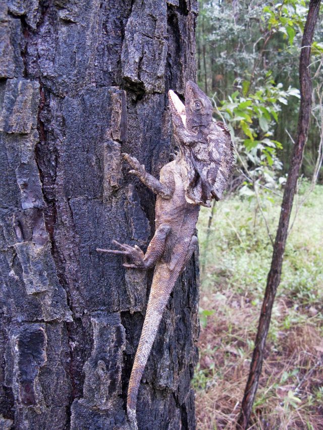 Keep an eye out for frilled-neck lizards at Broadwater camping area.