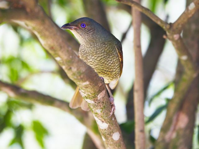 You might share Dandabah picnic area with a satin bowerbird.
