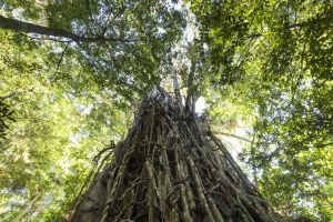 Photo of Clohesy River fig tree