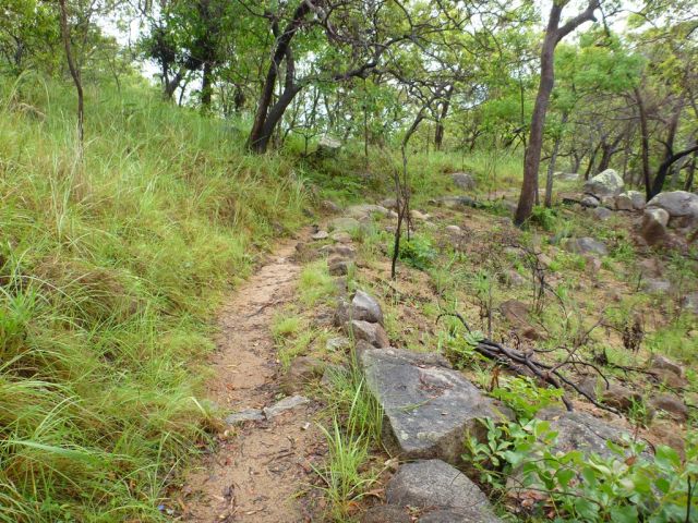 Wet season regeneration of the grasslands after a planned burn keeping country healthy. 