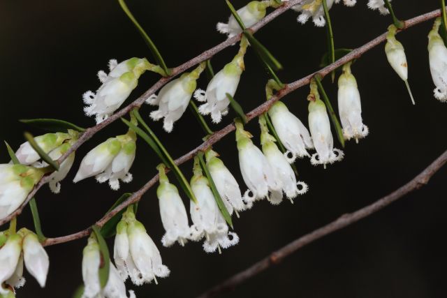 Styphelia biflorus