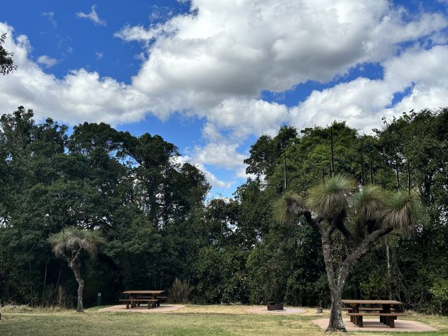 Tall grass trees grow beside two picnic tables on a grassy area, with a background of green leafy trees.