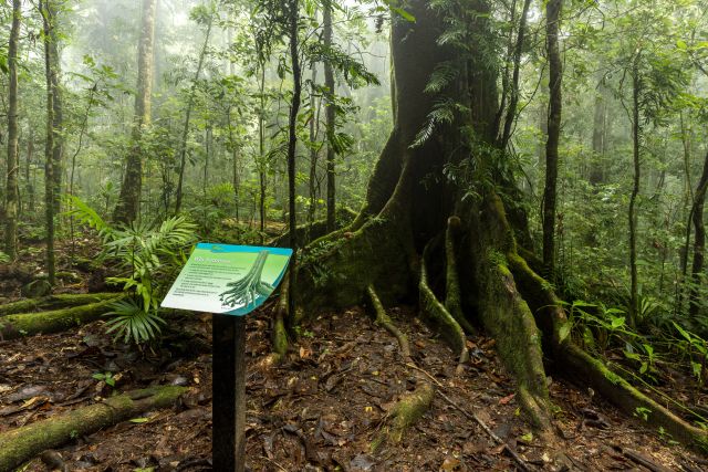 Interpretative signs