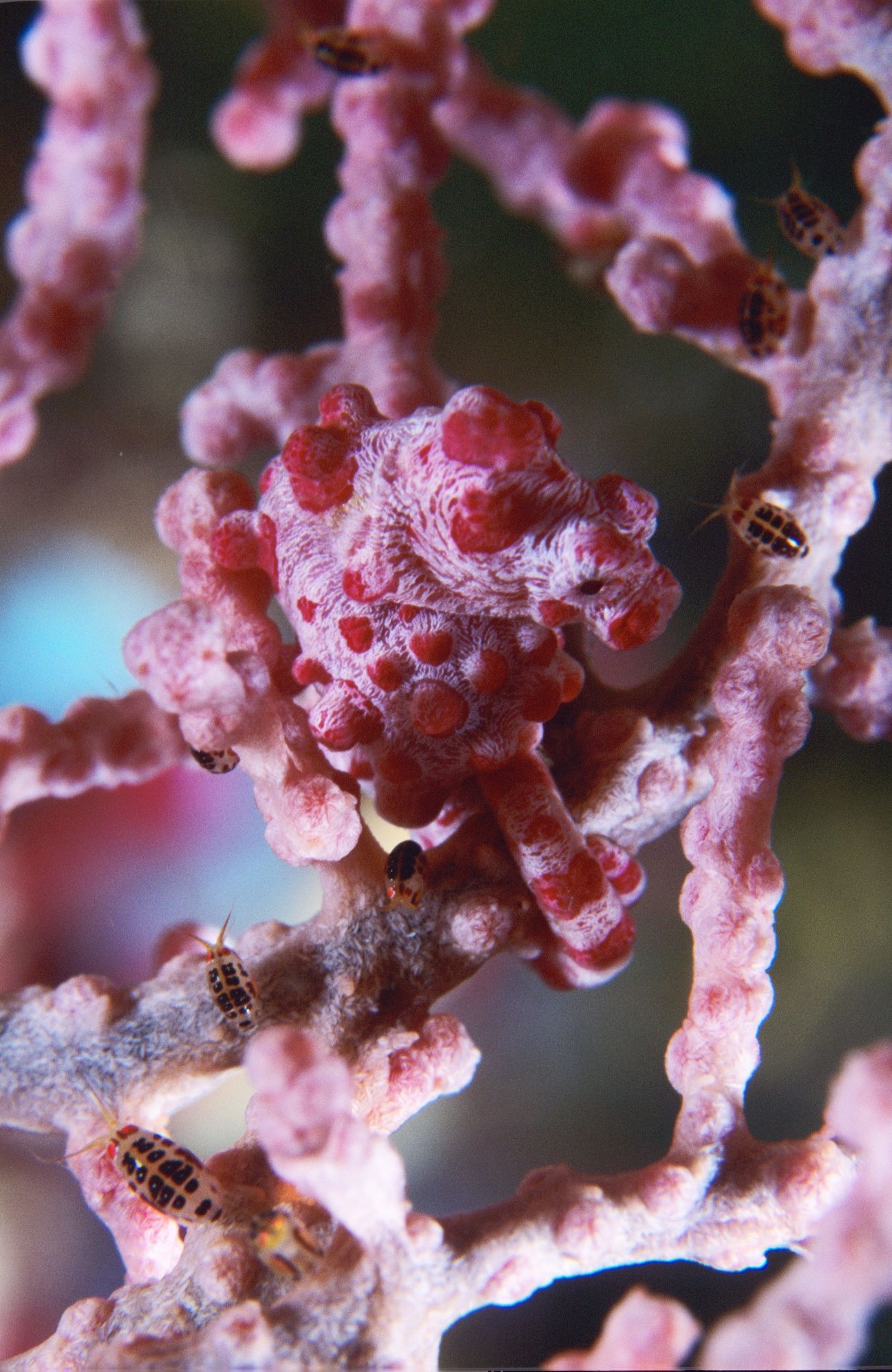 A pink seahorse holding on to a branch of a pink coral with its tail. Its colouring and shape allow it to blend in incredibly well. 