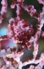 A pink seahorse holding on to a branch of a pink coral with its tail. Its colouring and shape allow it to blend in incredibly well. 