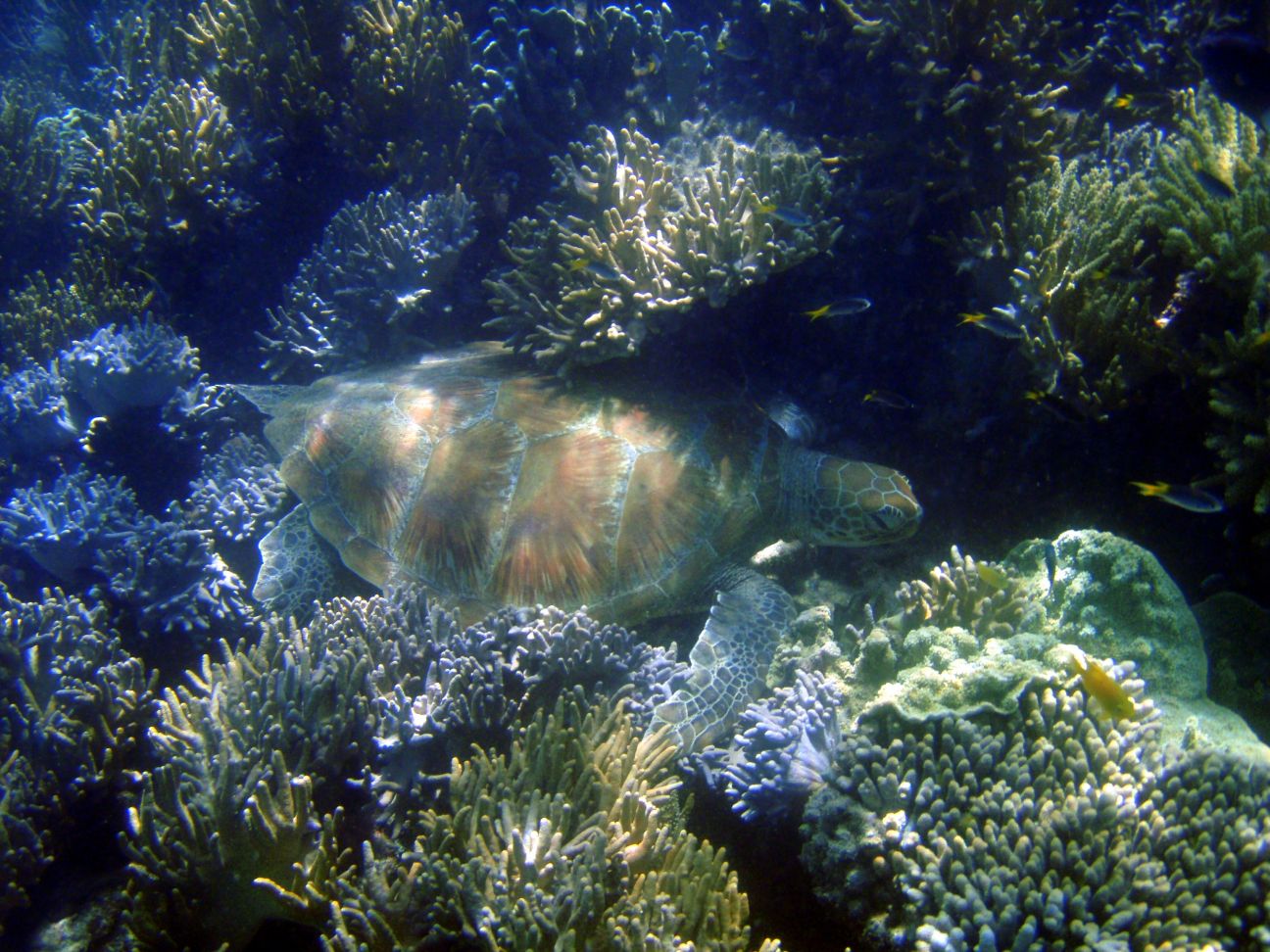 An adult green turtle hiding underwater amongst a variety of coral, almost all its shell is visible. The pattern on its flippers helps it blend into its surroundings