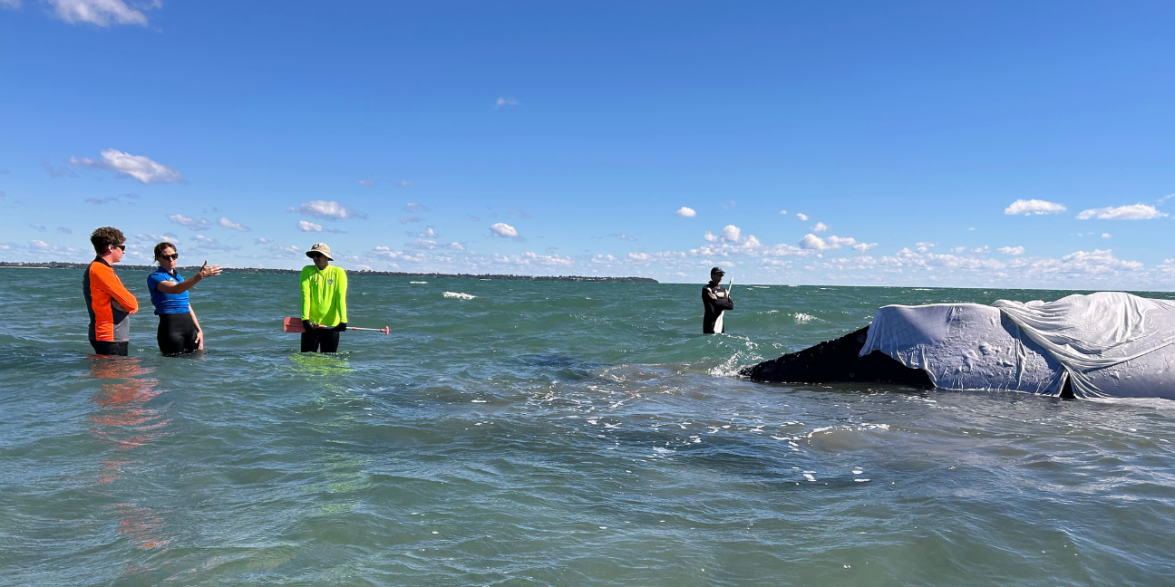 Four people stand in shallow water surrounding a stranded whale.