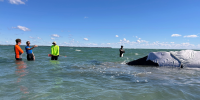 Four people stand in shallow water surrounding a stranded whale.