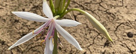Photo of flower with cracked earth in backgound