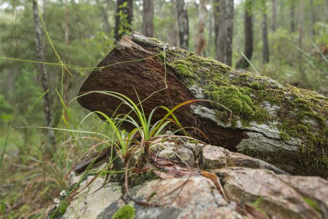 Photo of McDonald track, Barron Gorge National Park