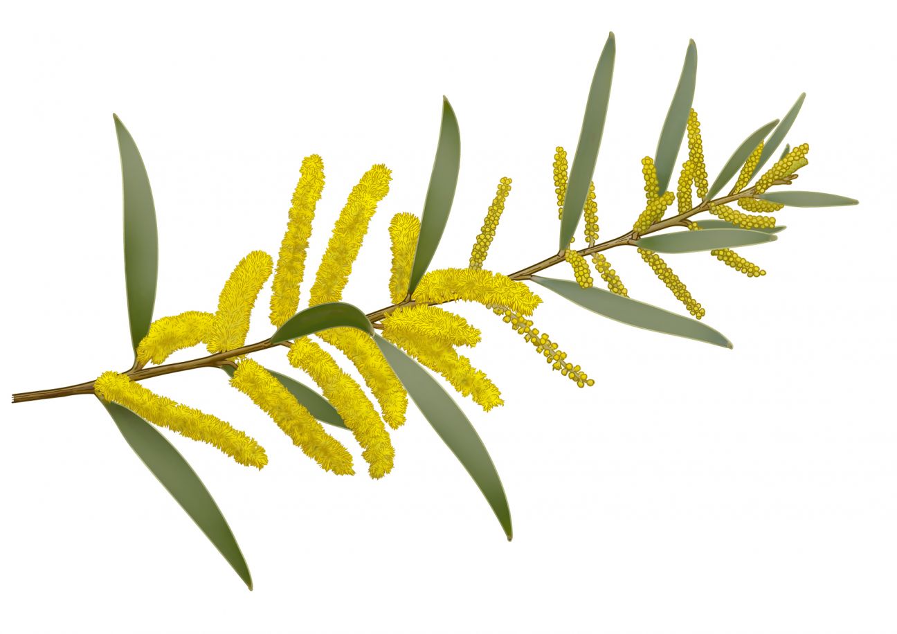 Yellow flowers on Acacia tree in foreground. Bushland and ocean view in background. 
