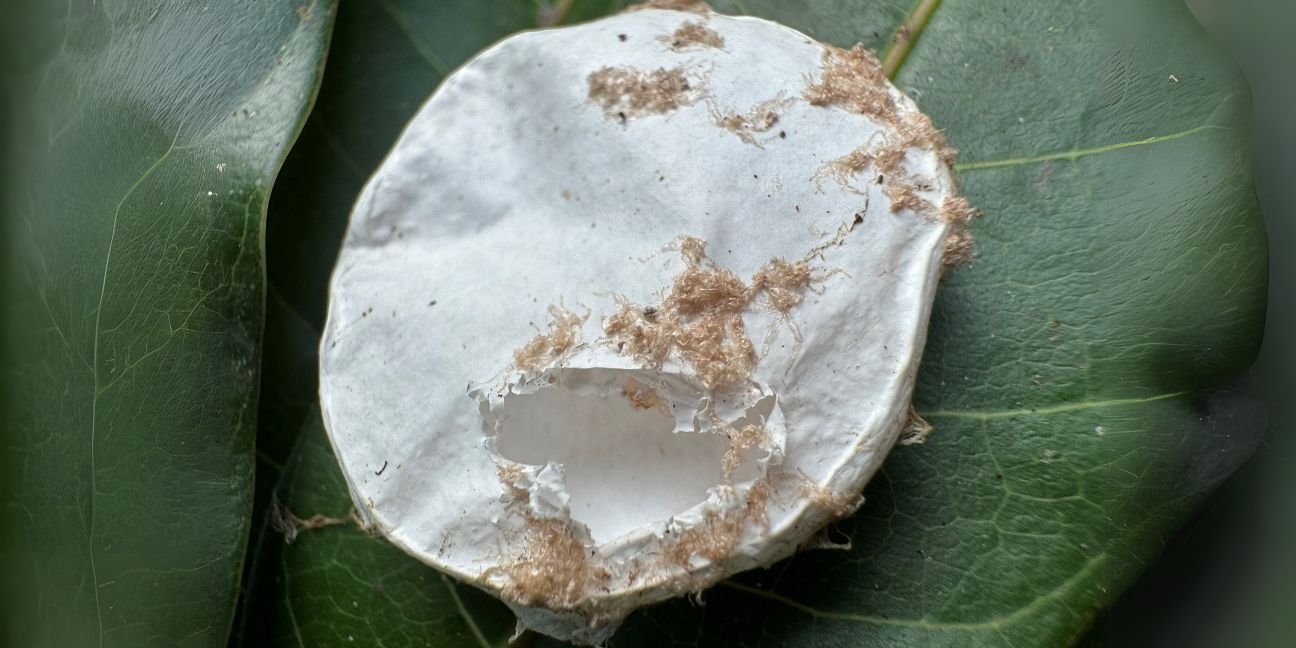 Broken, leathery white egg sac with bits of brown fuzz around it.