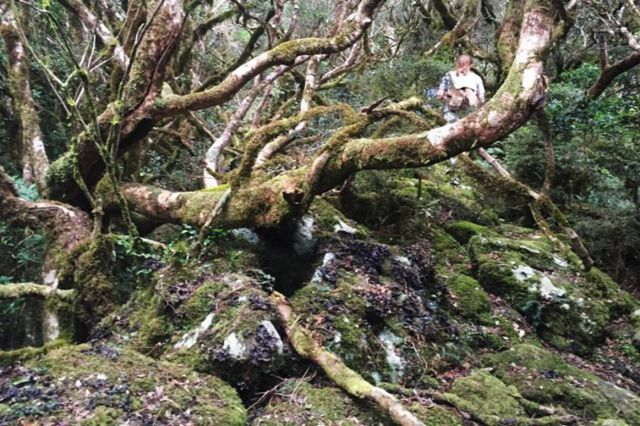 Thick rainforest