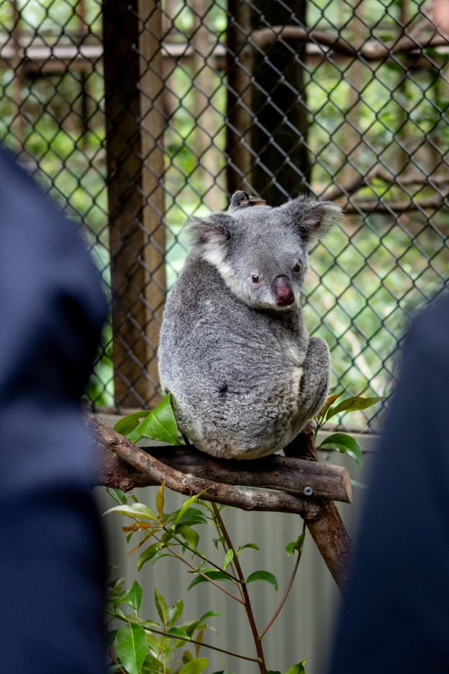 Photo of female koala, Molly, looking back at visitors.