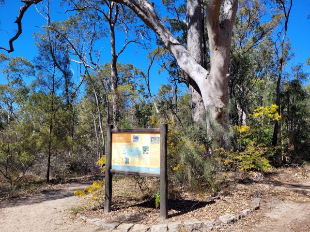 An information sign located in a dry, wooded area with tall trees and sparse underbrush under a clear blue sky. Sign contains maps and text of details about walks in the Minosa Creek area within Blackdown Tableland National Park.