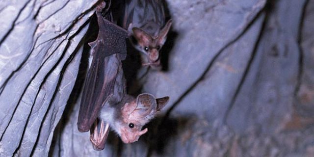 Bats hanging from roof of cave