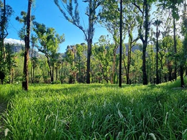 Grass in the foreground of a forest