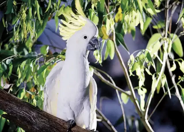 Sulpher-crested Cockatoo (Cacatua galerita)