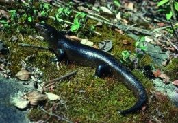 Land mullet. 
