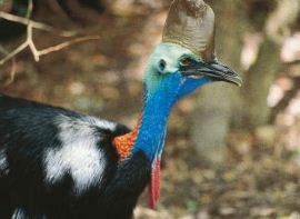 Endangered southern cassowary, Queensland. 