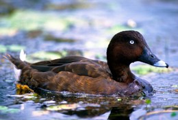 Photo of hardhead bird
