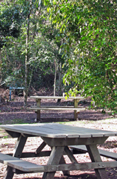 The small picnic area is regularly visited by brush turkeys. 