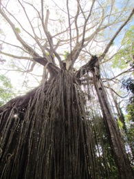 Photo of the curtain fig which is deciduous.
