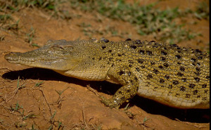 Image of an estuarine crocodile. Never take unnecessary risks in estuarine crocodile habitat! 