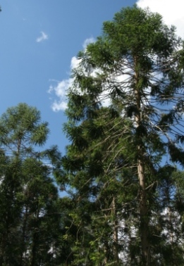 Image of Bunya pine trees which have special significance to many Indigenous people.