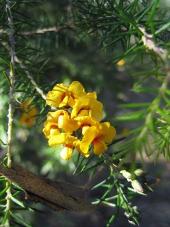 Image of <em>Dillwynia sieberi</em>.