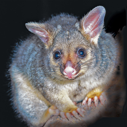 Photo of a brushtail possum.