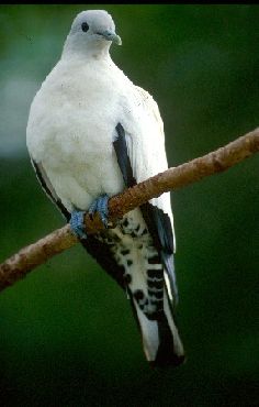 Pied imperial-pigeons observe the islands inhabitants from above. 
