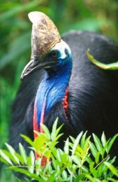 Kutini is the Kuuku Ya'u word for the southern cassowary. 