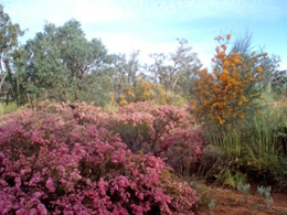 Thrushton in bloom. 