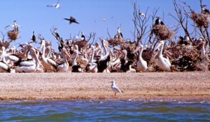 Lake Wyara is closed to boating to protect nesting birdlife.