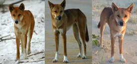 Photos of different 'socks', an important identification feature. 