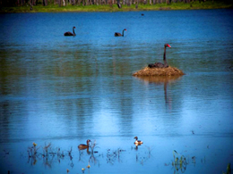 Image of birds on Lake Murphy which teams with birdlife when full.