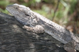 A variety of lizards and snakes live in the park. 