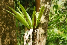 Image of a birds nest fern.