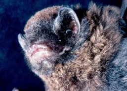 Eastern bent-wing bat. 