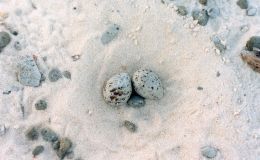 Photo of little tern eggs