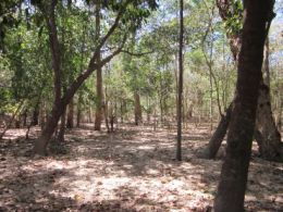 Camp site at Horsetailer Waterhole. 