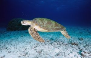 Image of a green turtle underwater which are often seen on Michaelmas and Upolu reefs.