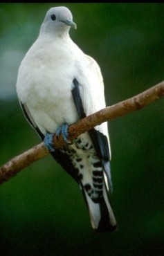 Image of a pied imperial-pigeon.