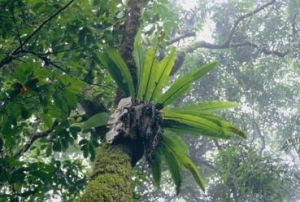 Image of  epiphytes which grow on trees, high in the rainforest canopy.