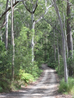 Image of the Point Glorious Road, Mapleton National Park. Always drive cautiously on forest roads.