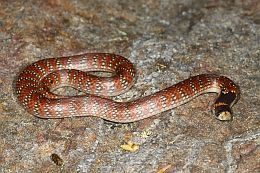 For your safety, never attempt to pick up any type of reptile. If you see a snake, leave the snake alone. Coral snake <em>Brachyurophis australis</em>.