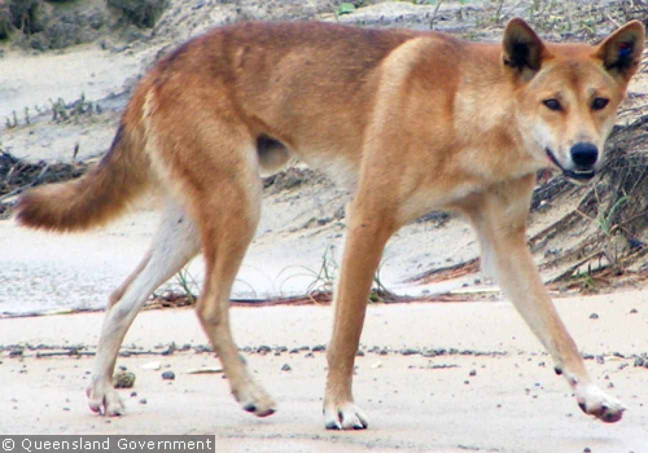 Fraser Island Dingoes