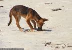 Fraser Island Dingoes