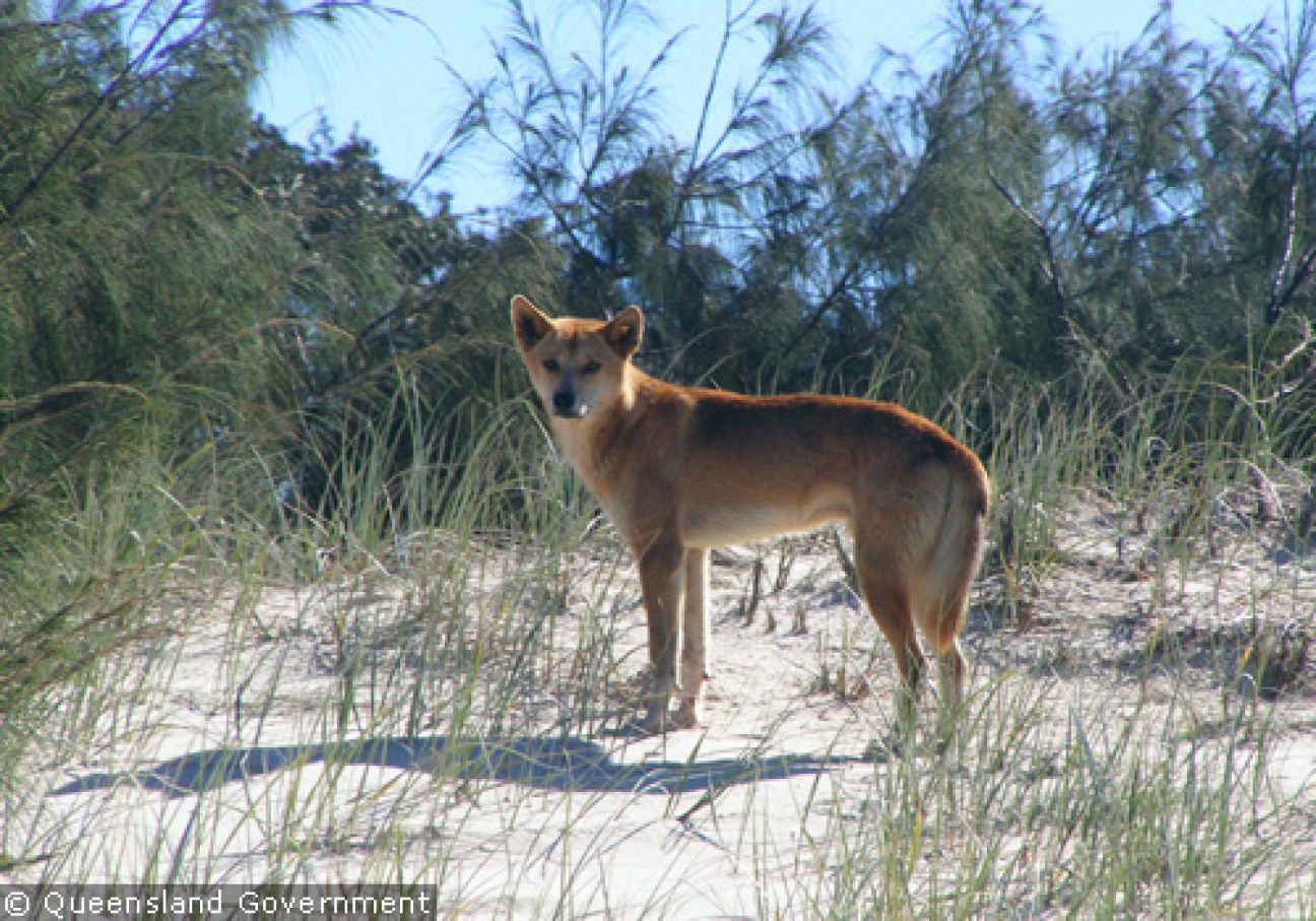Fraser Island Dingoes